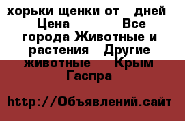 хорьки щенки от 35дней › Цена ­ 4 000 - Все города Животные и растения » Другие животные   . Крым,Гаспра